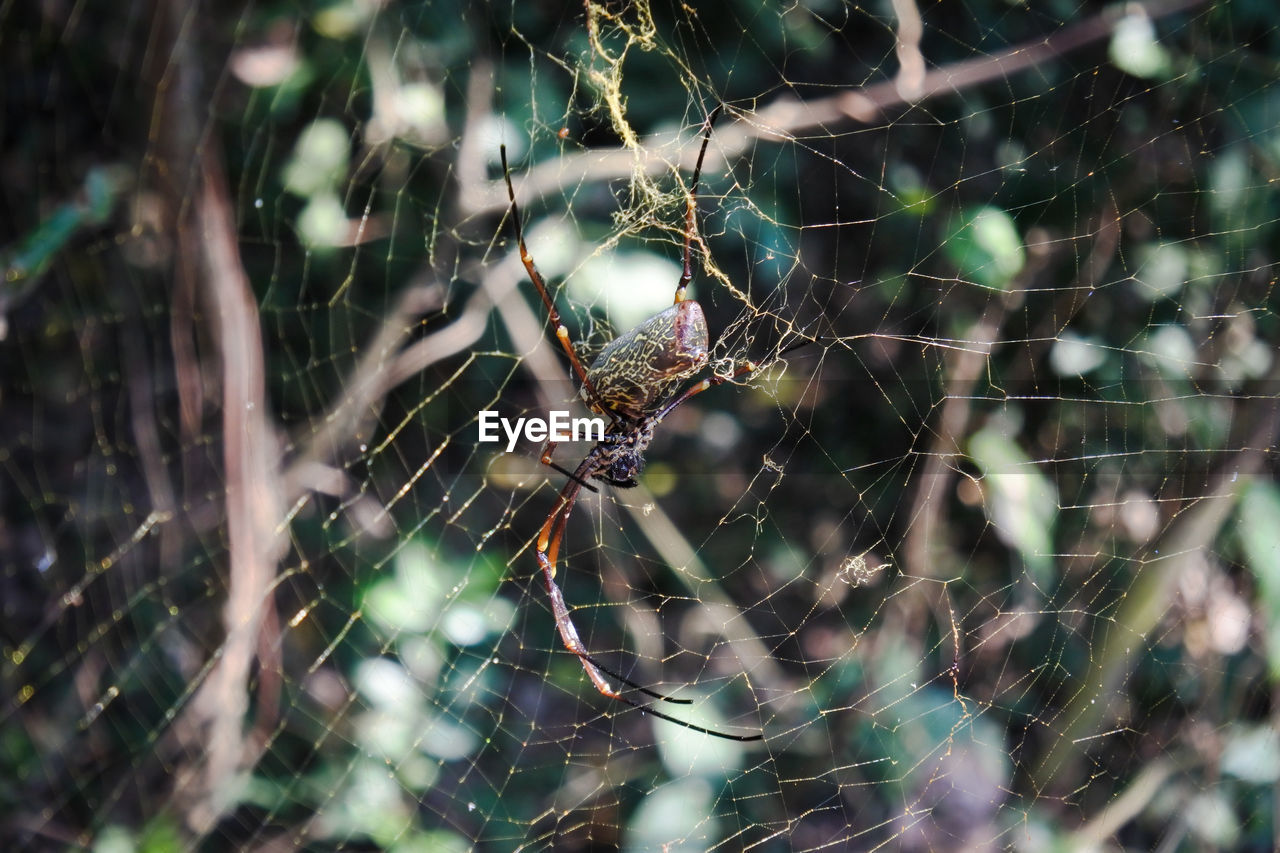 Close-up of spider on web