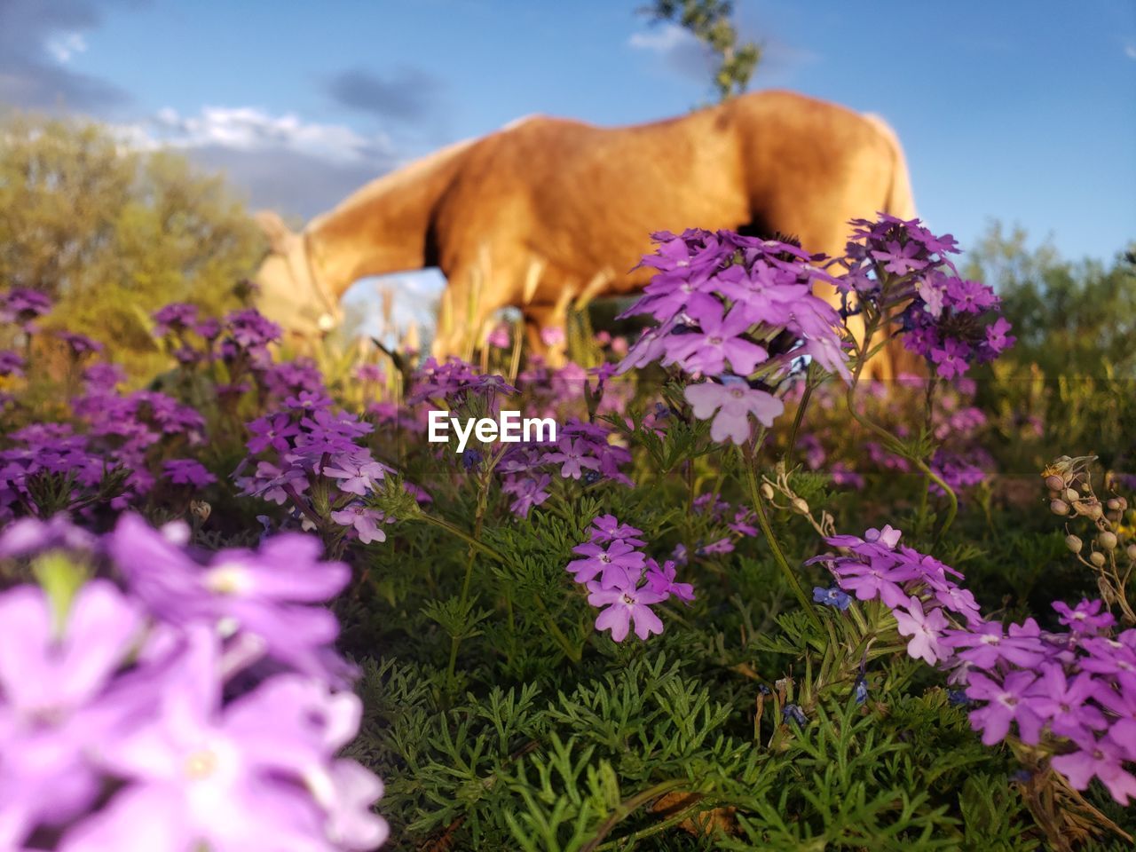VIEW OF AN ANIMAL ON PURPLE FLOWER