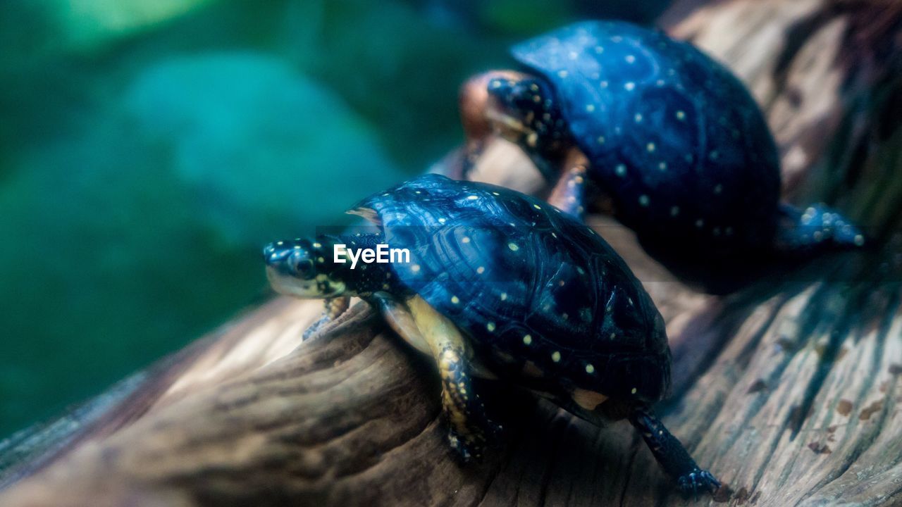 CLOSE-UP OF LADYBUG ON BLUE