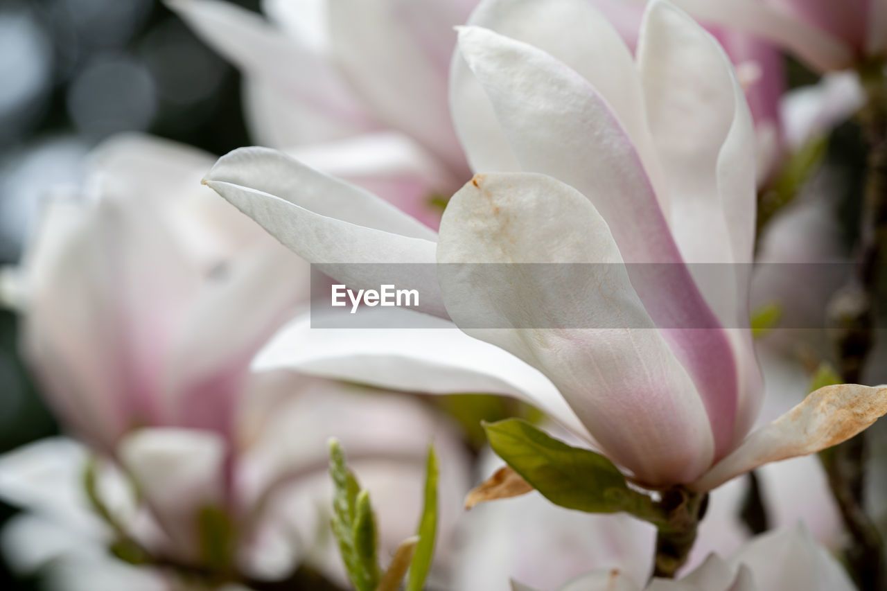 Close-up of pink rose flower