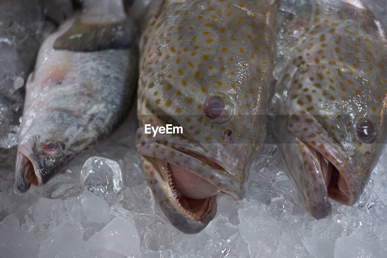 HIGH ANGLE VIEW OF FISH IN MARKET