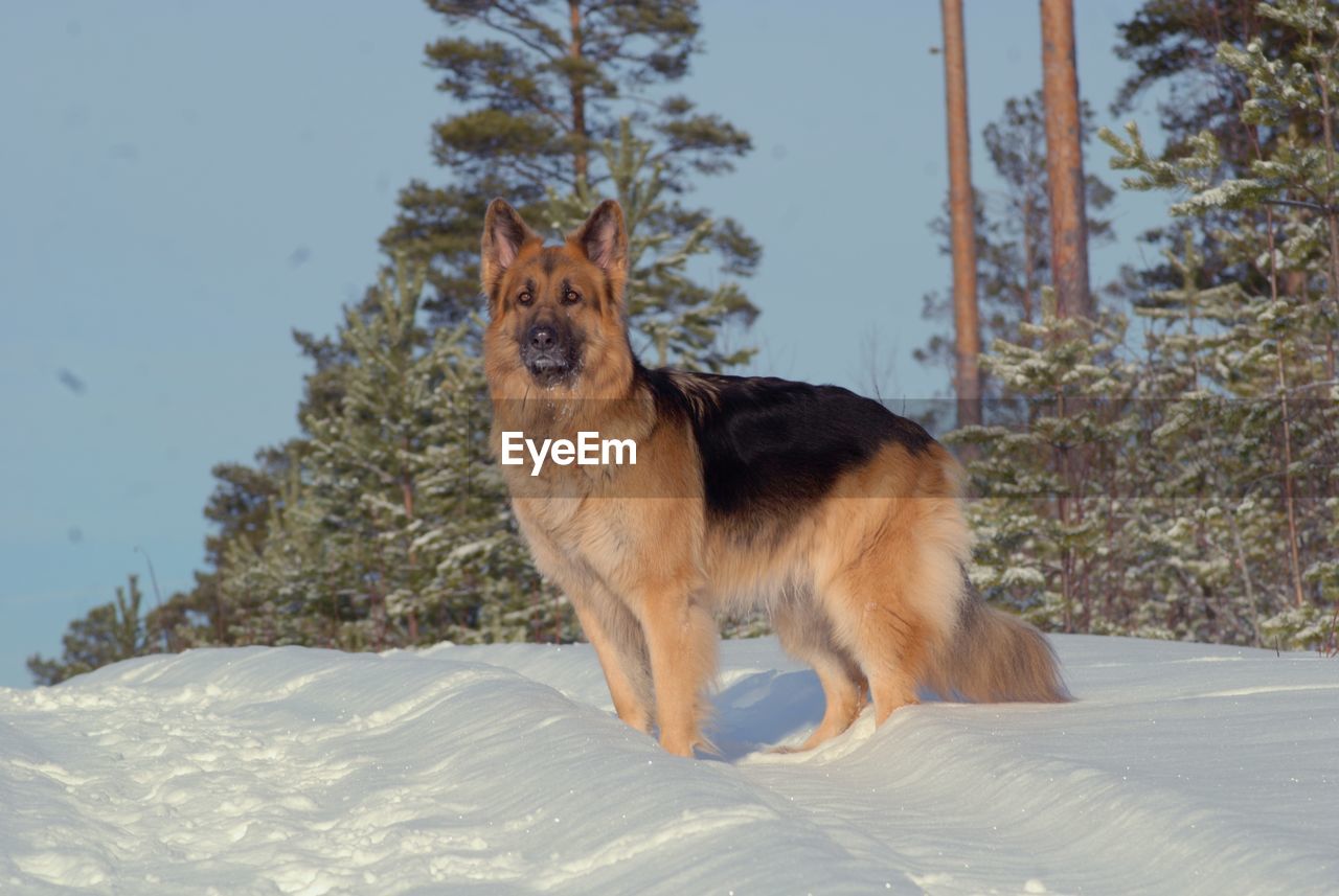 German shepherd standing on snow covered field