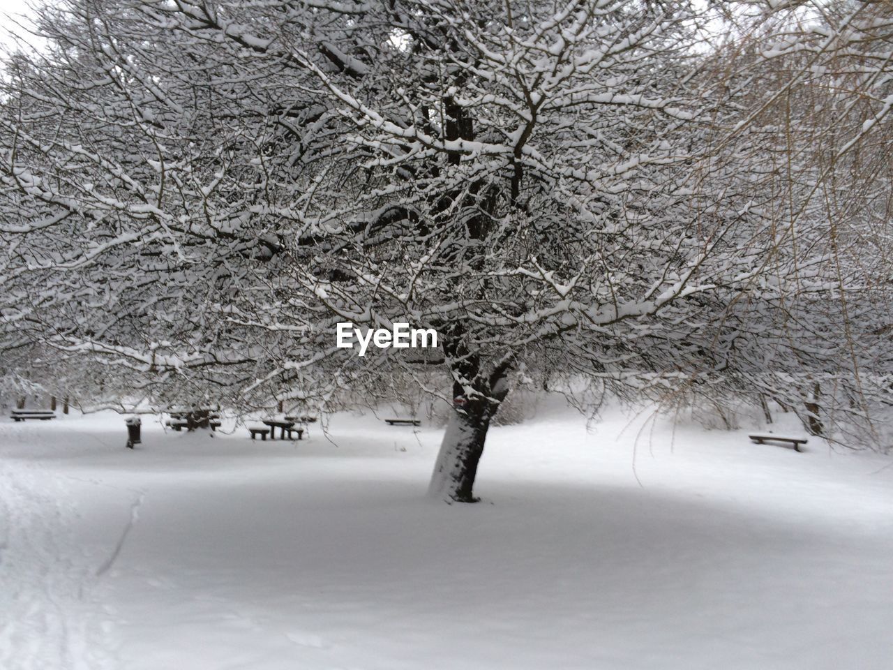 SNOW COVERED TREES ON LANDSCAPE