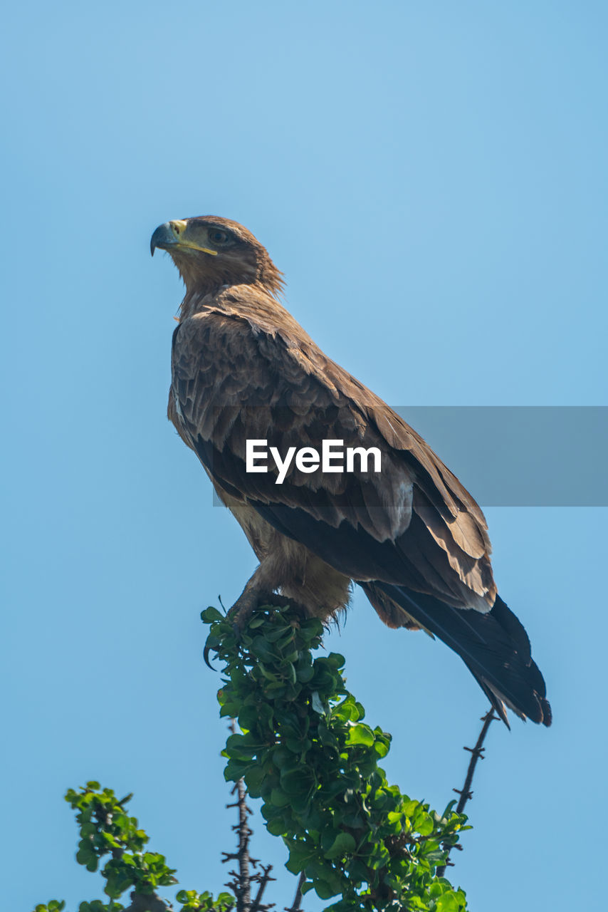 Tawny eagle perches on bush in profile