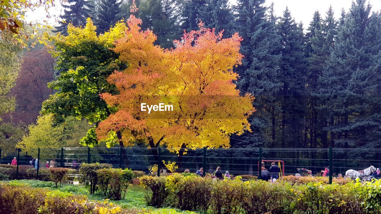 AUTUMN TREES IN PARK