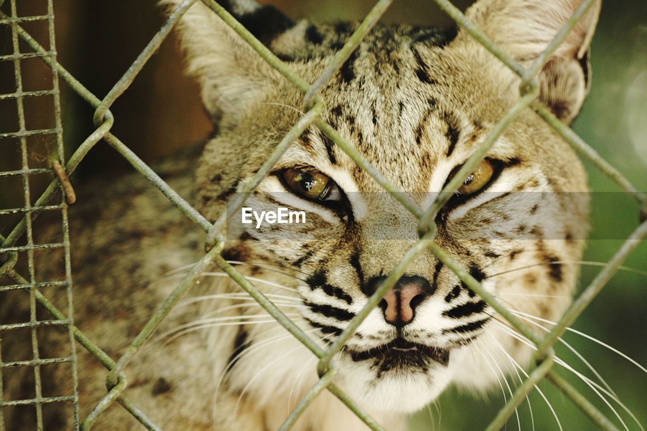 Close-up of cougar in cage