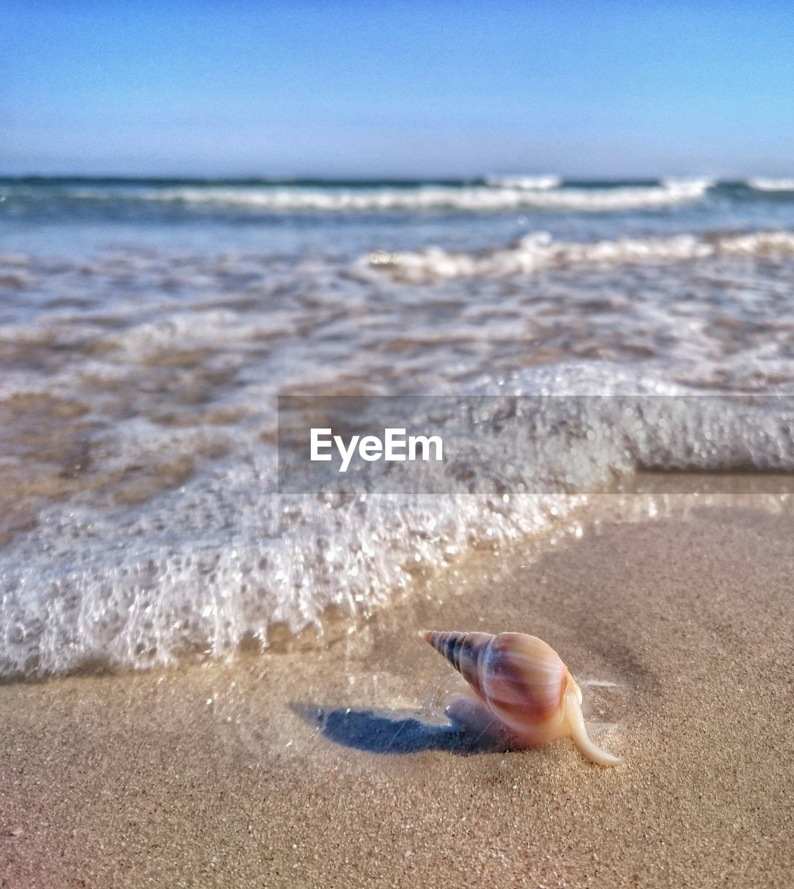 Close-up of crab on beach