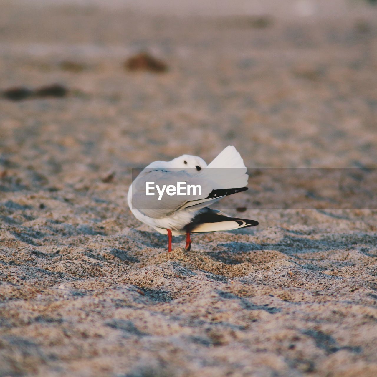 Close-up of bird perching on sand