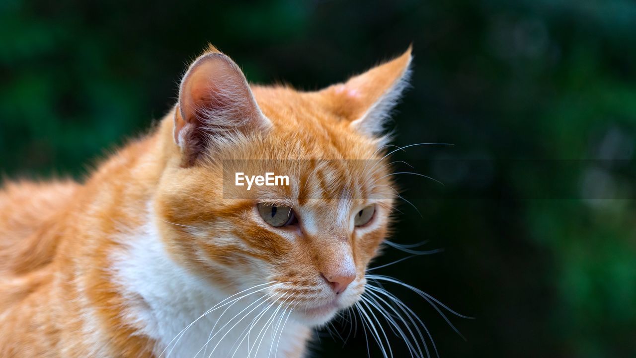 CLOSE-UP OF CAT LOOKING AWAY OUTDOORS