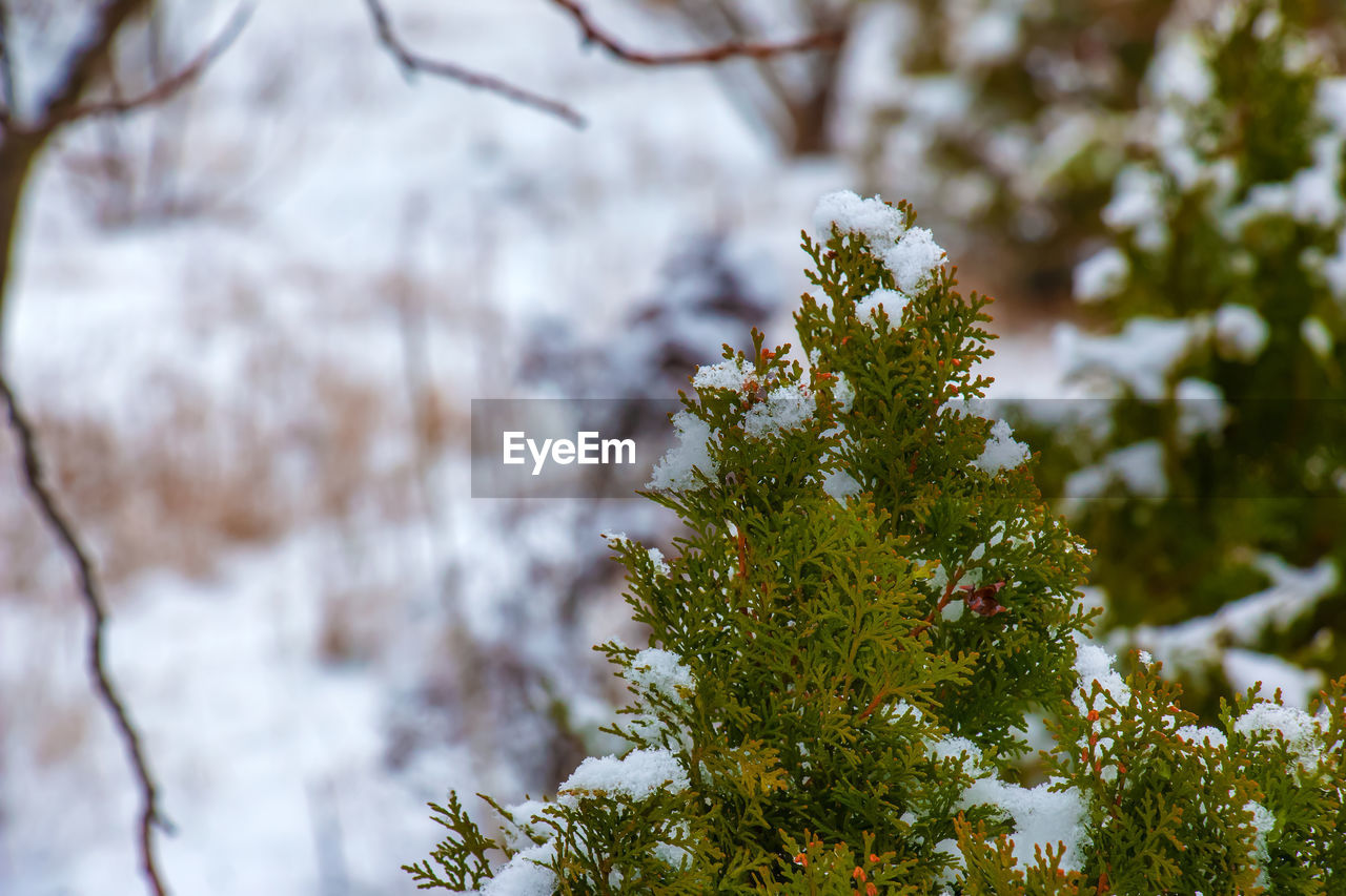 plant, tree, branch, nature, leaf, winter, beauty in nature, snow, coniferous tree, pinaceae, cold temperature, pine tree, no people, forest, flower, growth, green, focus on foreground, autumn, environment, outdoors, plant part, sunlight, day, land, tranquility, fir tree, scenics - nature, pine woodland, close-up, non-urban scene, frost, sky, selective focus, frozen, white, evergreen tree, woodland