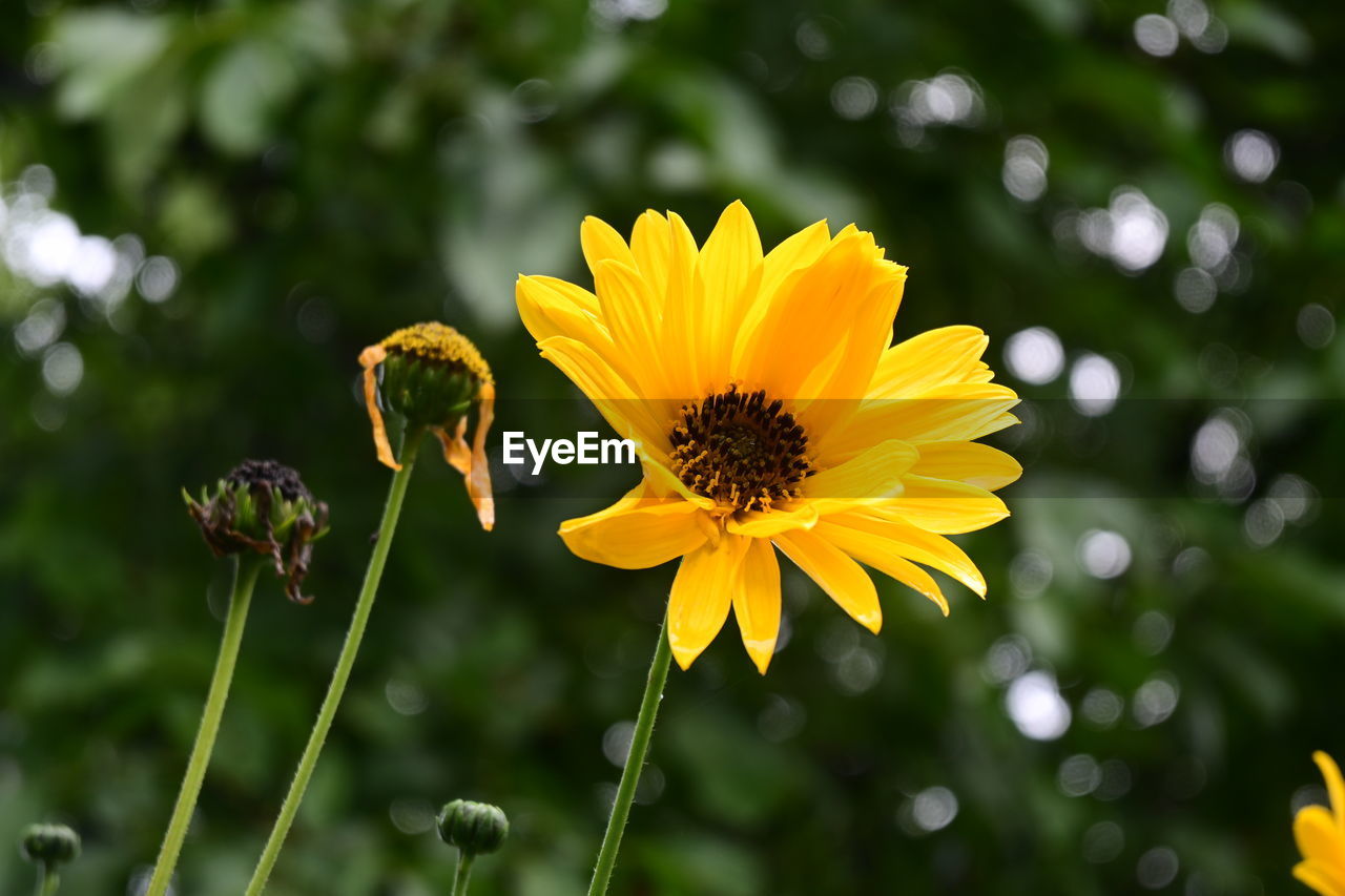 flower, flowering plant, plant, freshness, yellow, beauty in nature, nature, flower head, growth, fragility, petal, summer, close-up, macro photography, landscape, inflorescence, meadow, field, environment, no people, rural scene, sky, wildflower, outdoors, grass, animal wildlife, land, sunlight, botany, focus on foreground, plain, multi colored, springtime, green, blossom, tranquility, sunflower, selective focus, travel destinations, animal themes, daisy, plant part, social issues, vibrant color, day, environmental conservation, insect, animal, non-urban scene, leaf, pollen, travel, sun