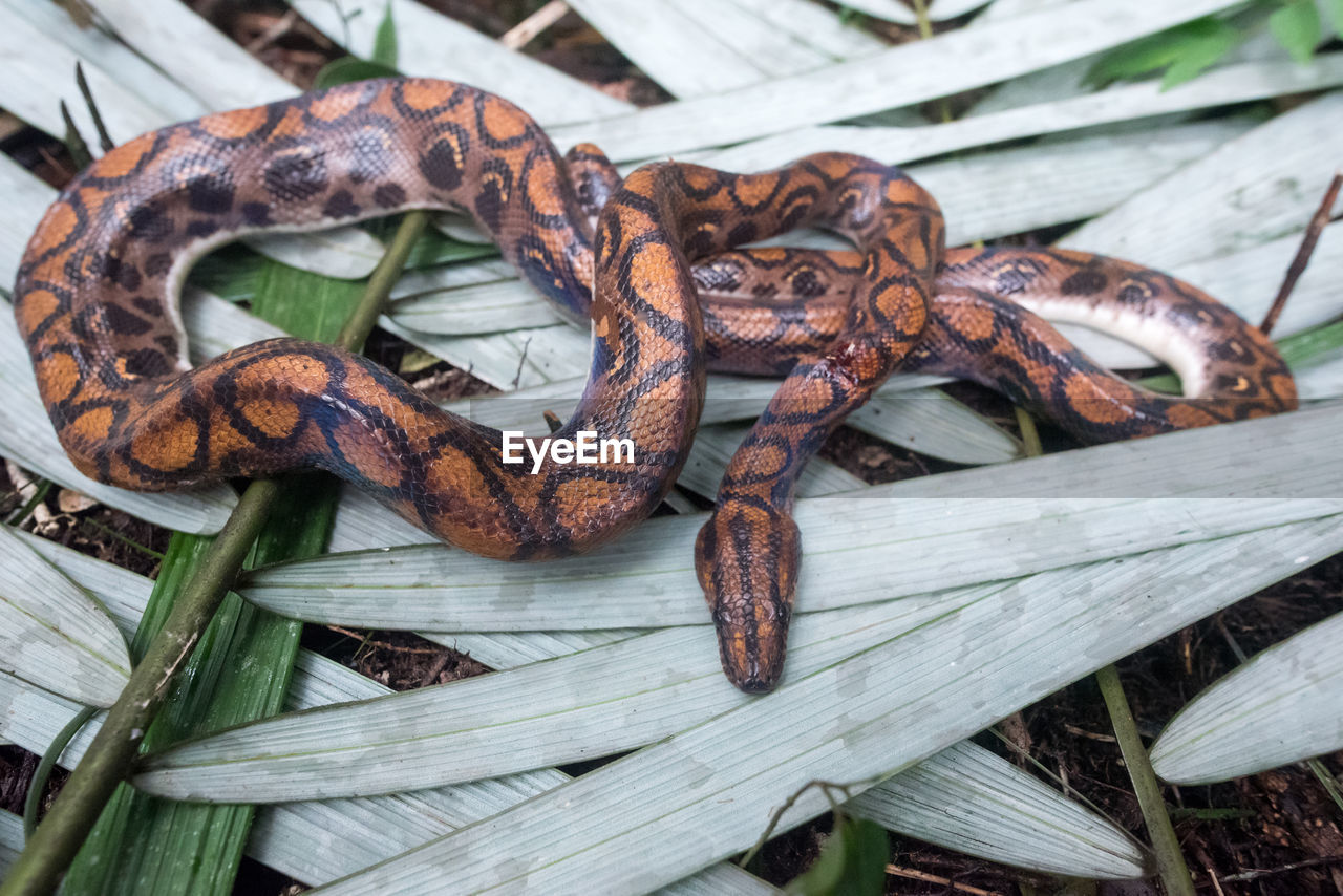 boa constrictor, boa, reptile, wood, animal, snake, serpent, no people, animal themes, nature, high angle view, animal wildlife, day, close-up, outdoors, food, amphibian, wildlife, food and drink