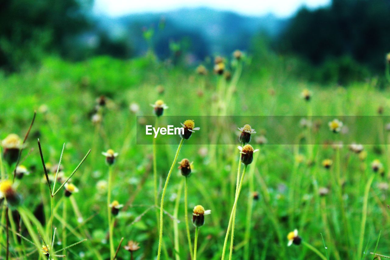 CLOSE-UP OF INSECTS ON FIELD