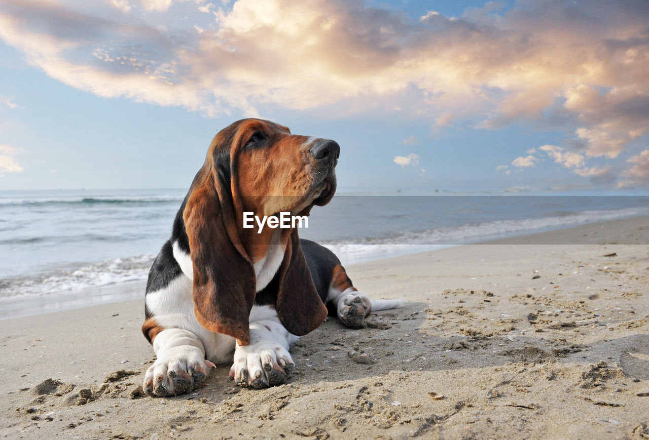 dog standing at beach