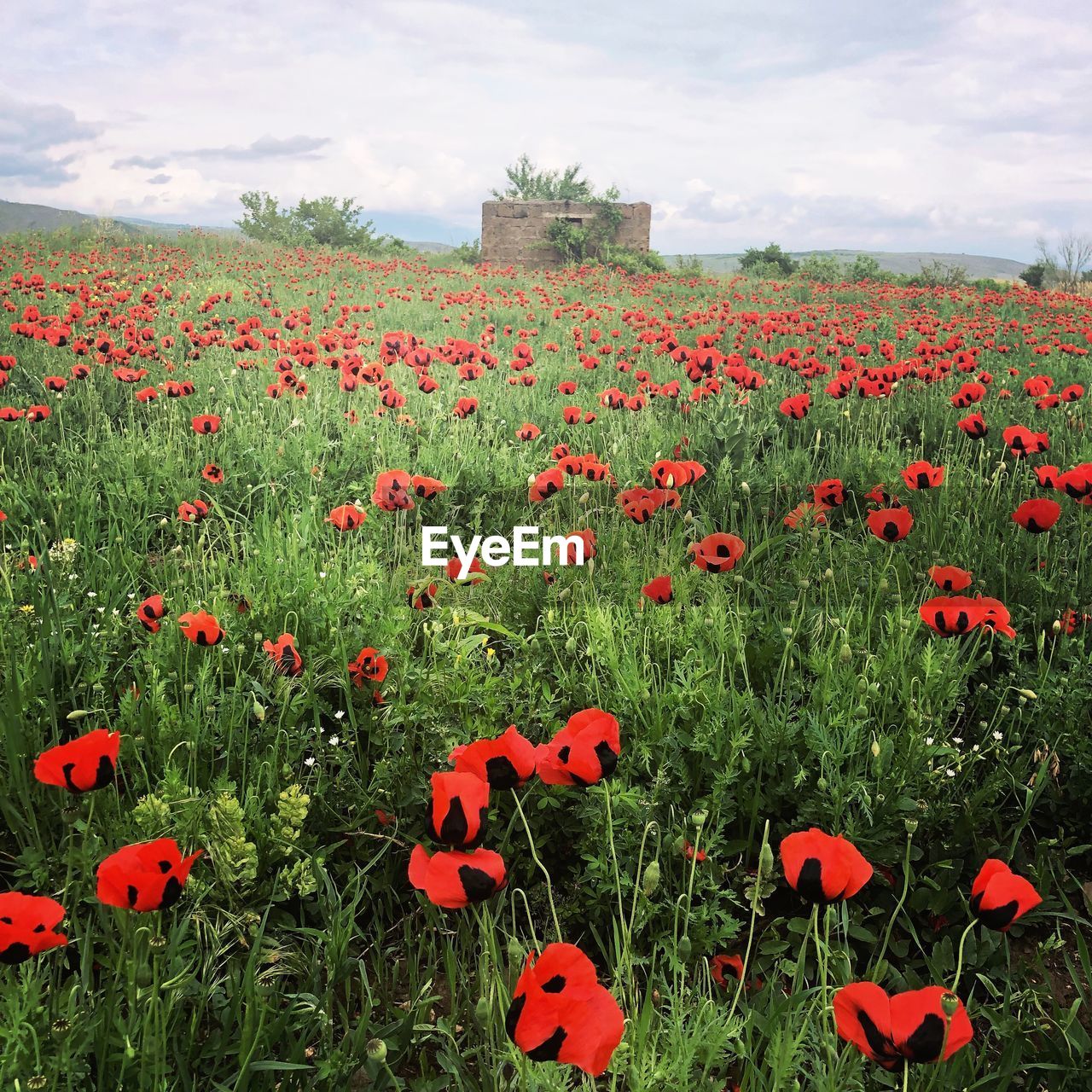 CLOSE-UP OF RED POPPY FLOWERS ON FIELD