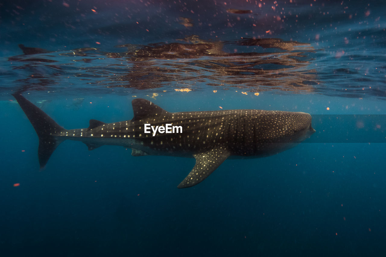 Whale shark in mexico with backscatter and sargasso