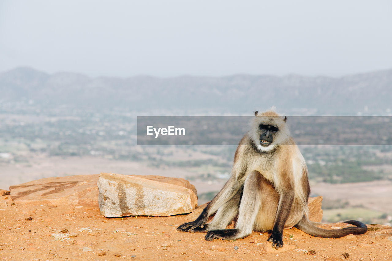 Portrait of monkey sitting against landscape