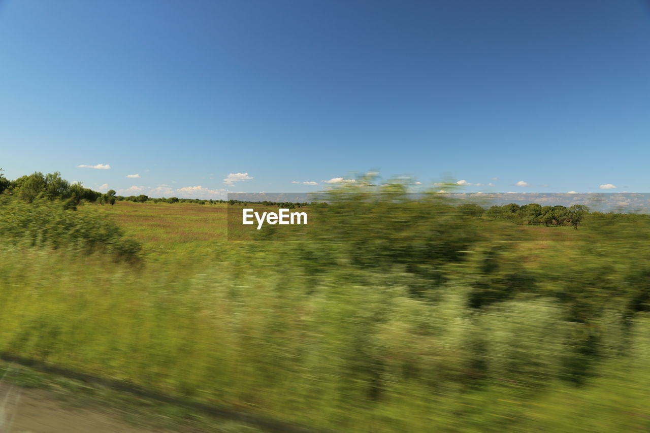 SCENIC VIEW OF TREES GROWING ON FIELD AGAINST SKY