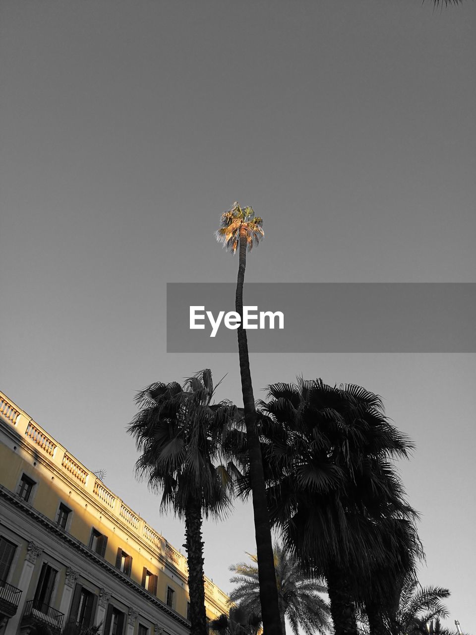 LOW ANGLE VIEW OF PALM TREE AGAINST SKY