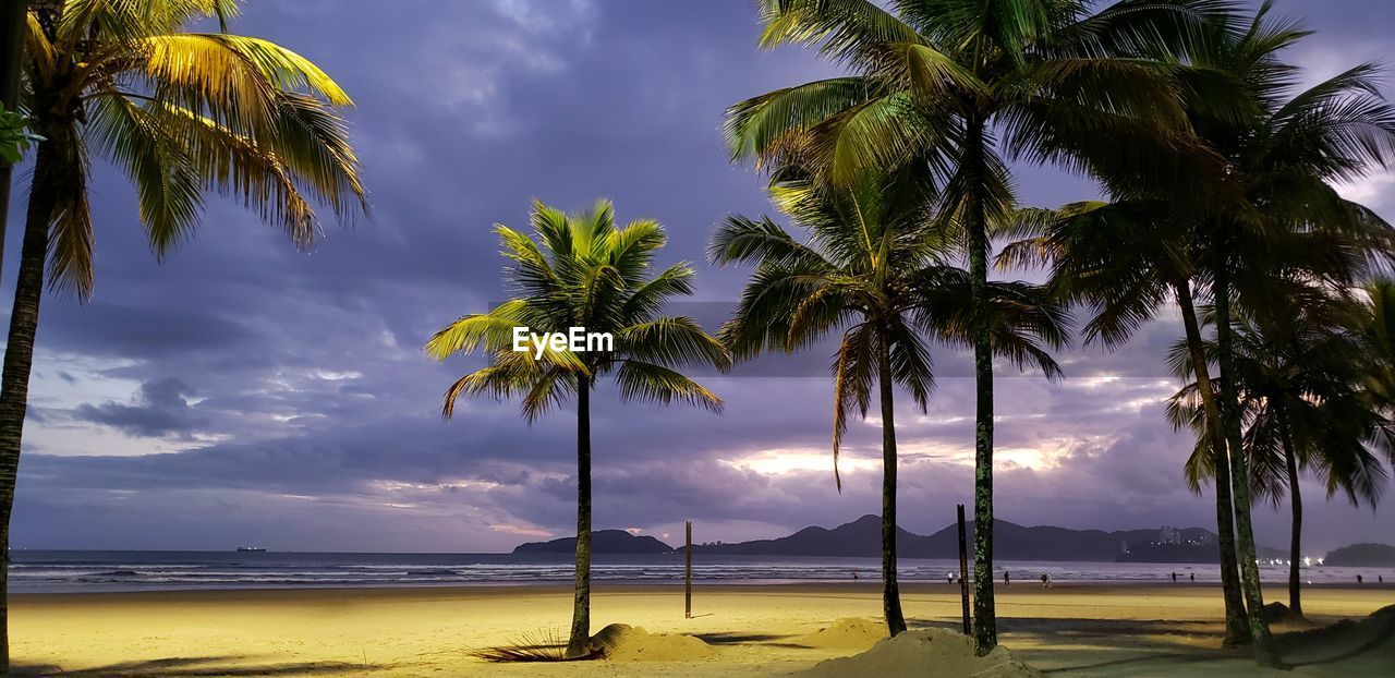 Palm trees on beach against sky