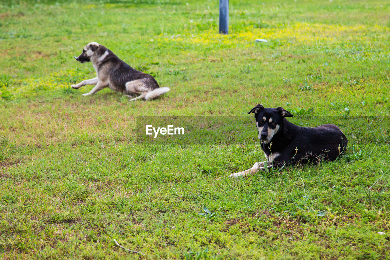 BLACK DOG RUNNING ON GRASS