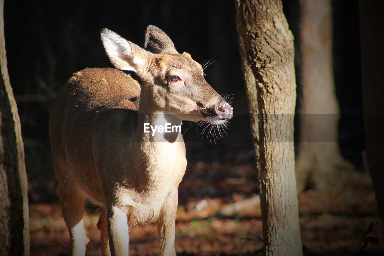 View of deer emerging from woods near tree trunk