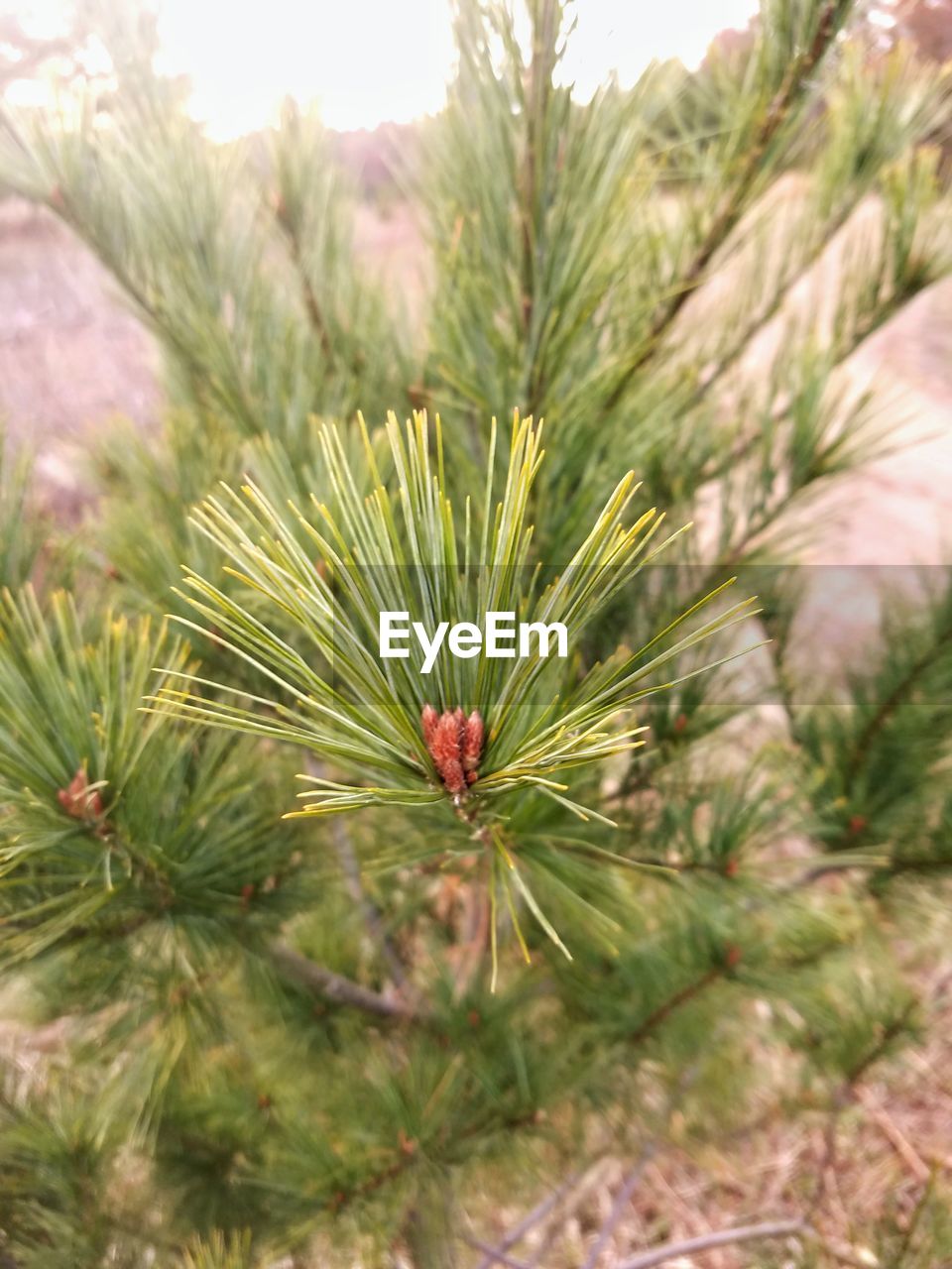 CLOSE-UP OF PINE CONES ON PLANT