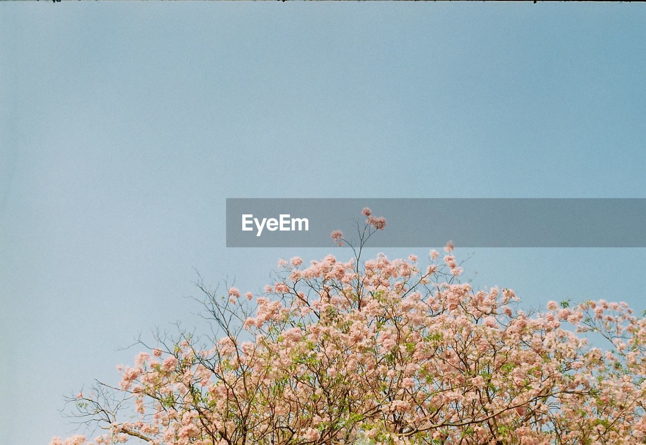 LOW ANGLE VIEW OF FLOWERING PLANTS AGAINST SKY