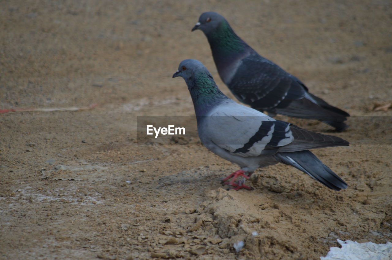 HIGH ANGLE VIEW OF PIGEONS ON FIELD