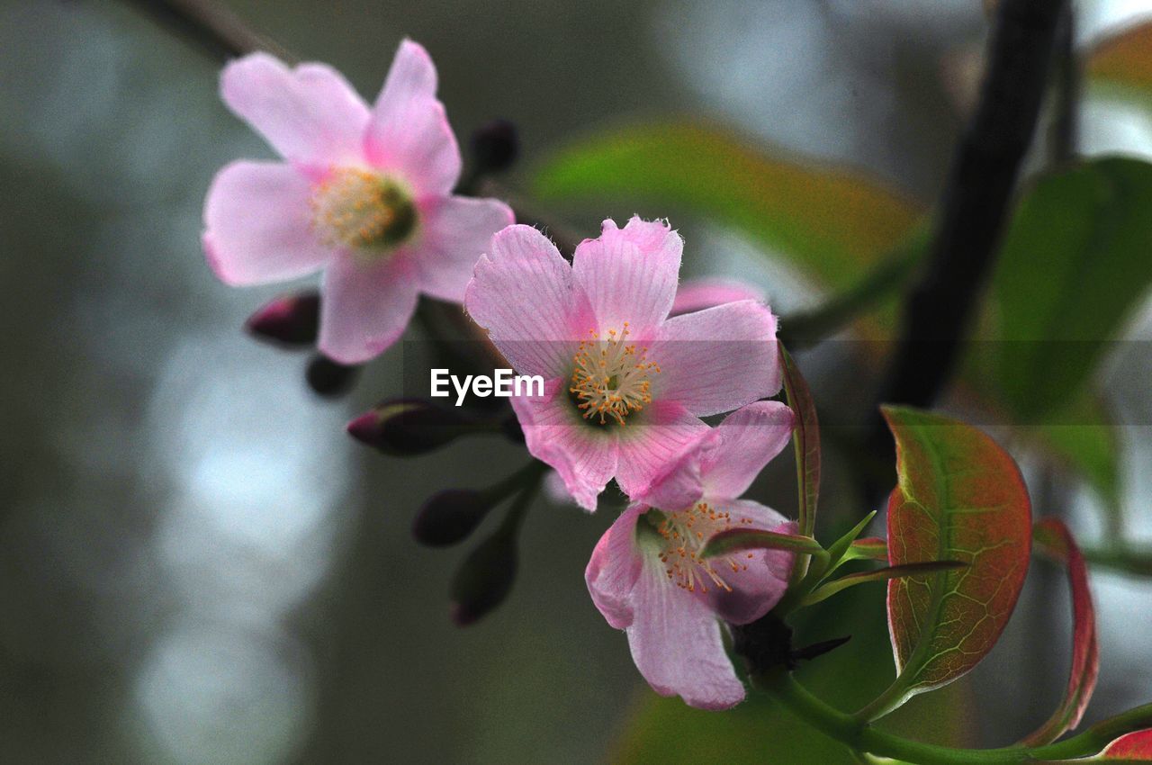 Close-up of pink flower