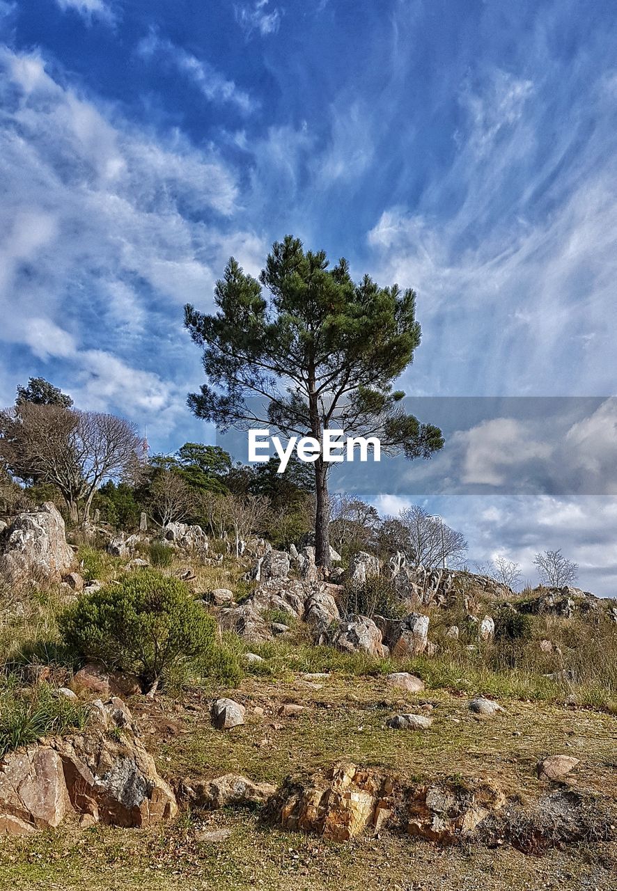 Trees on field against sky