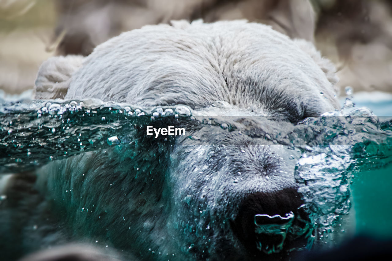 Polar bear is diving with his head under water