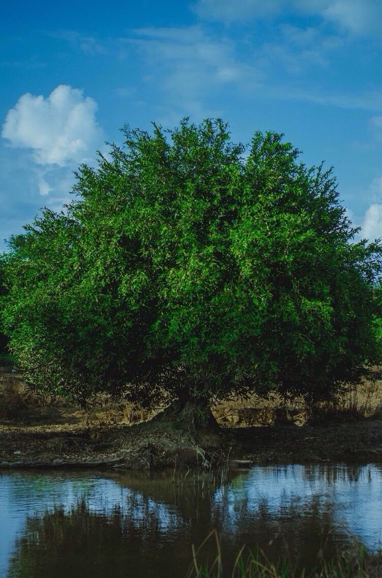 TREE BY LAKE AGAINST SKY