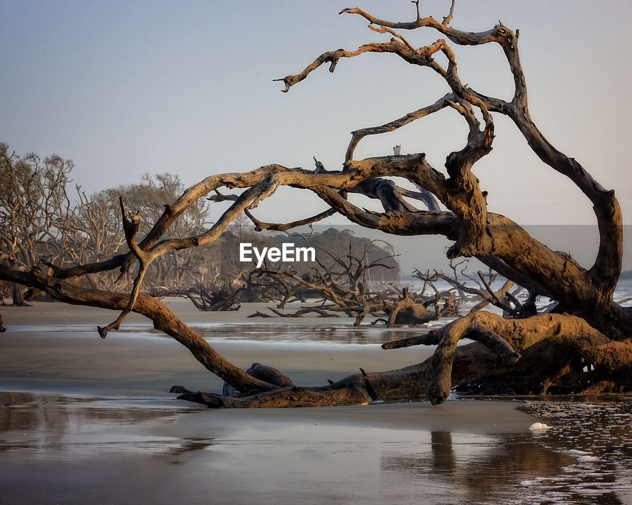 Bare tree by lake against sky