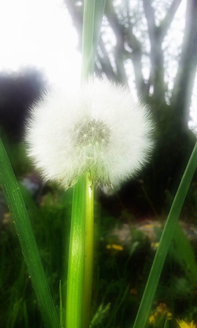 CLOSE-UP OF WHITE FLOWER PLANT