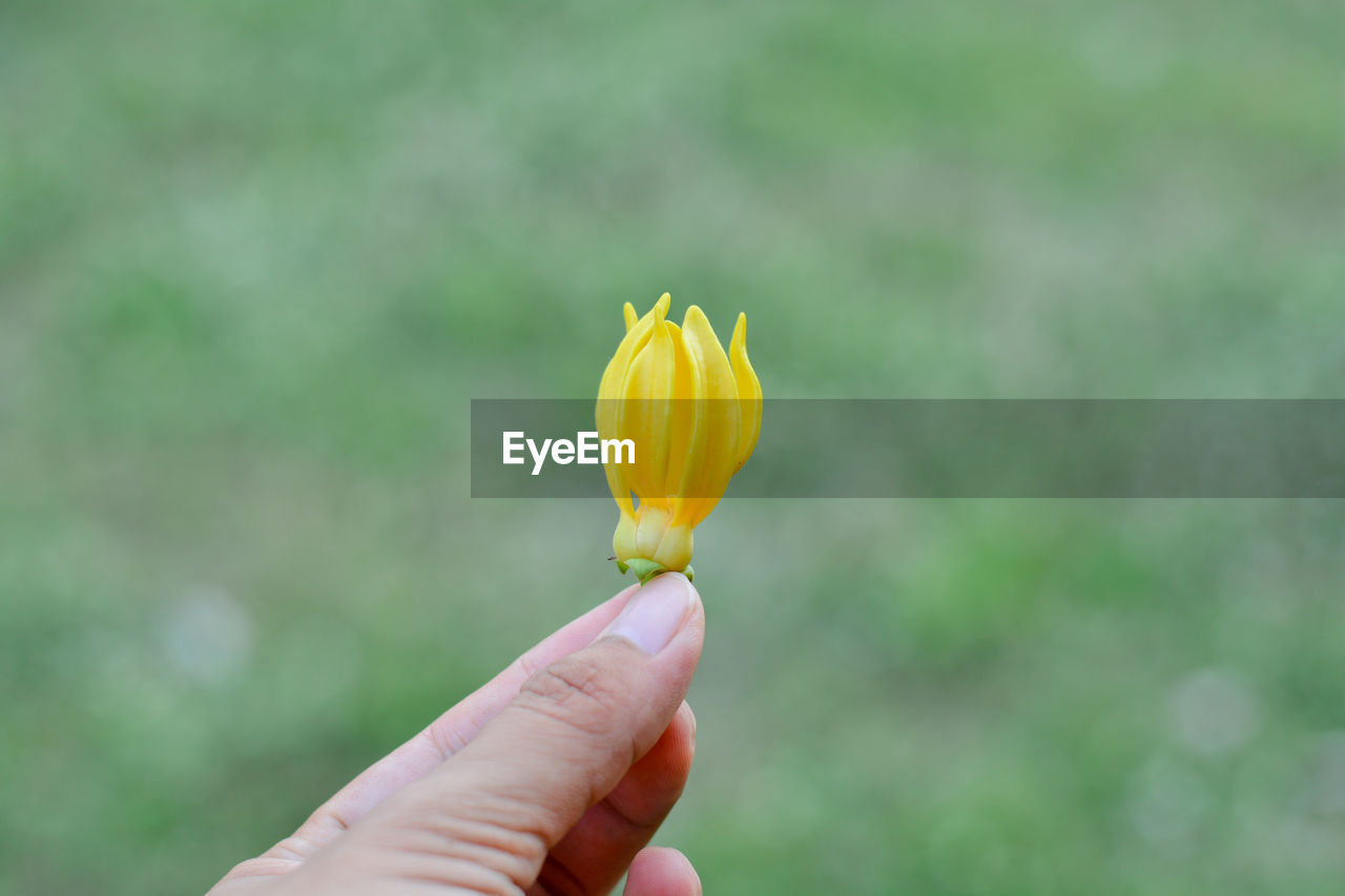 CLOSE-UP OF HAND HOLDING YELLOW ROSE