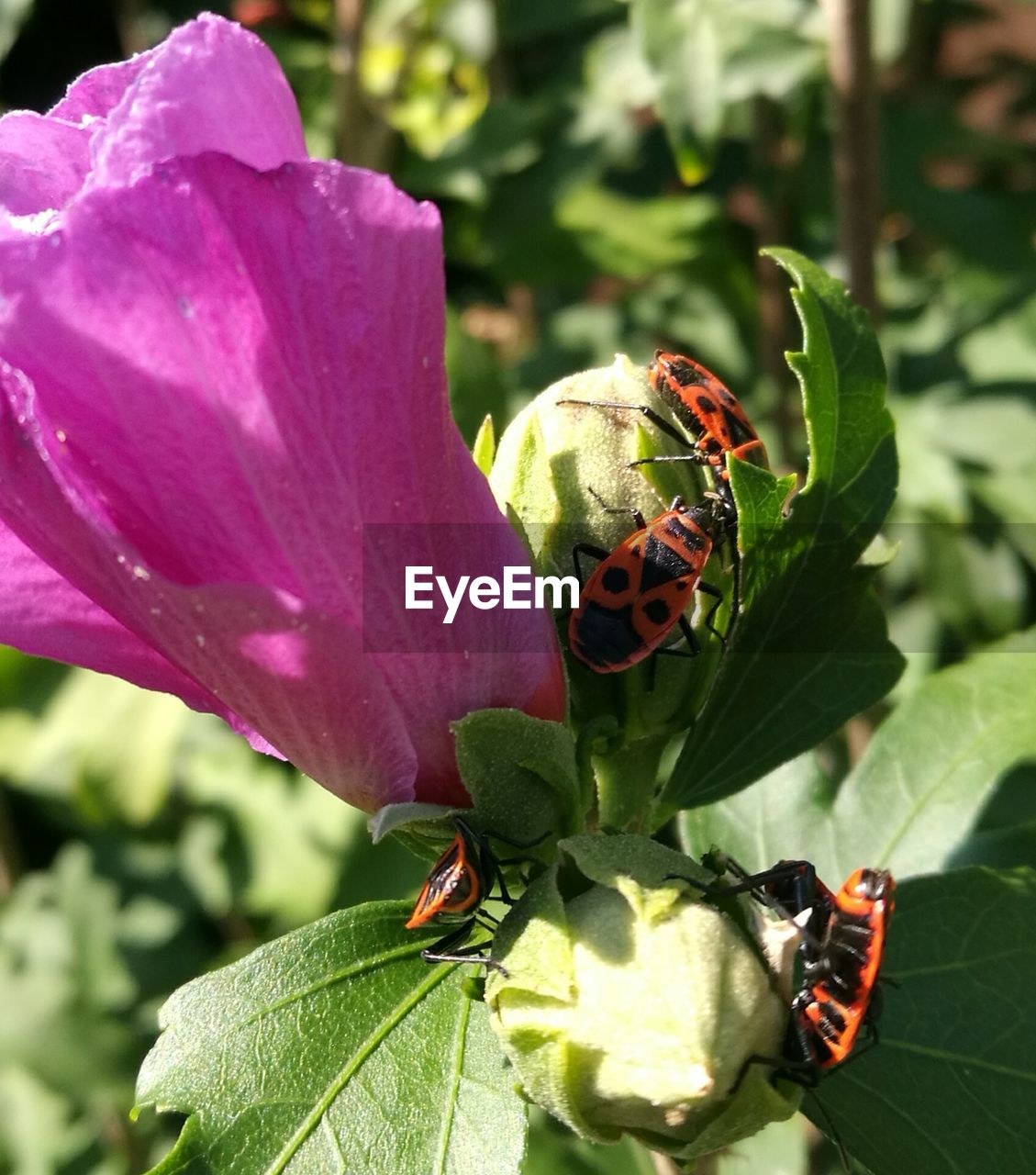 Insects on plant