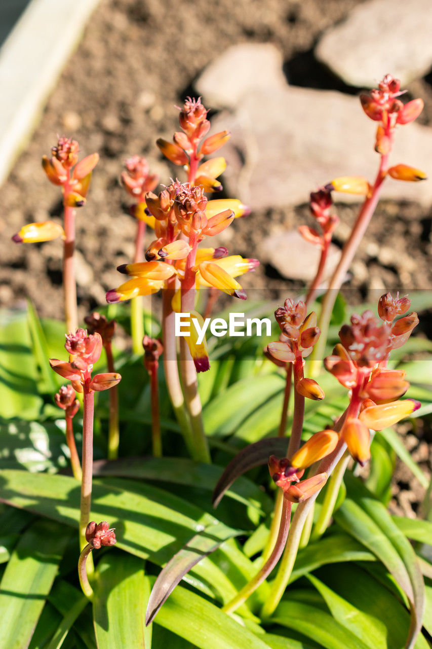 plant, flower, flowering plant, beauty in nature, nature, freshness, growth, close-up, plant part, leaf, no people, fragility, outdoors, focus on foreground, blossom, botany, sunlight, day, orchid, green, food, flower head, food and drink, petal, springtime, tropical milkweed
