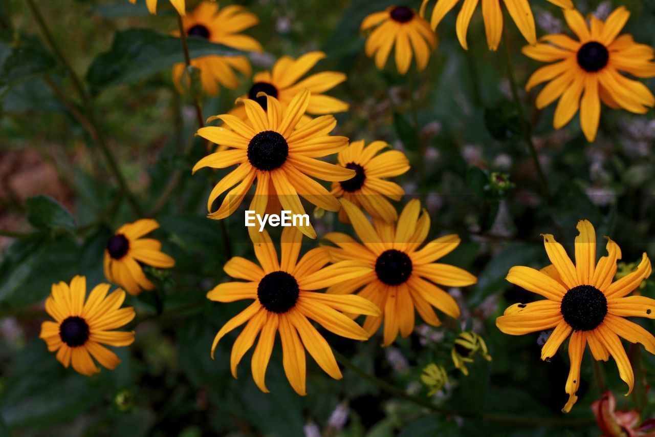 Yellow flowers blooming outdoors