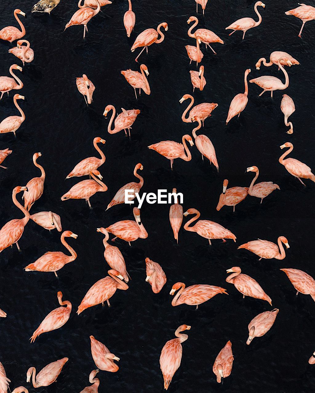 High angle view of flamingos swimming in lake