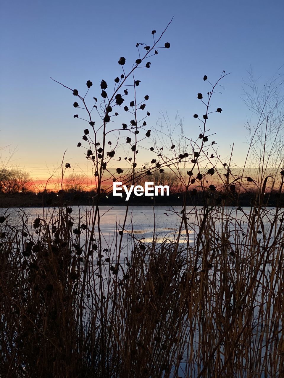 SILHOUETTE PLANTS AGAINST LAKE DURING SUNSET