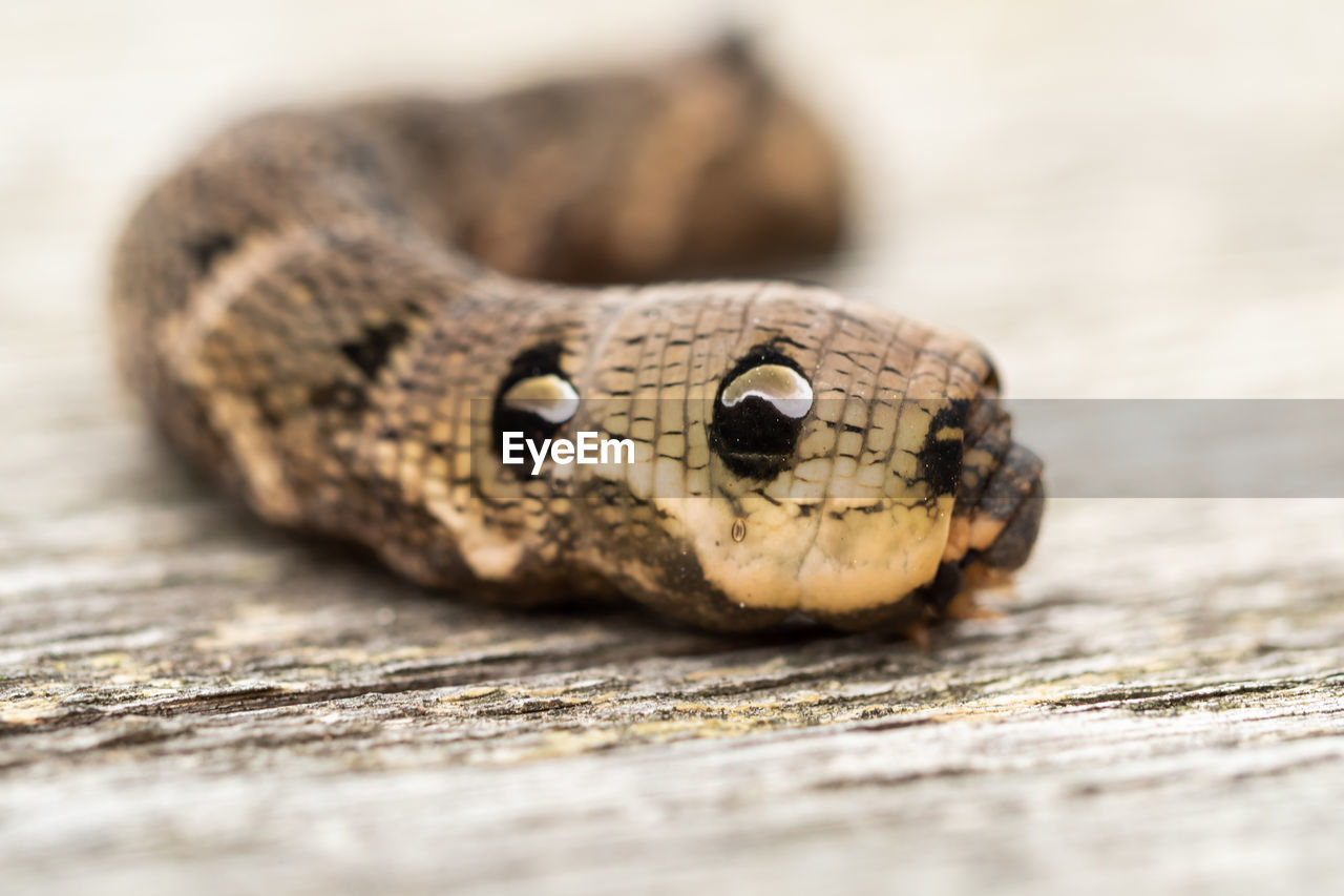 close-up of snake on rock