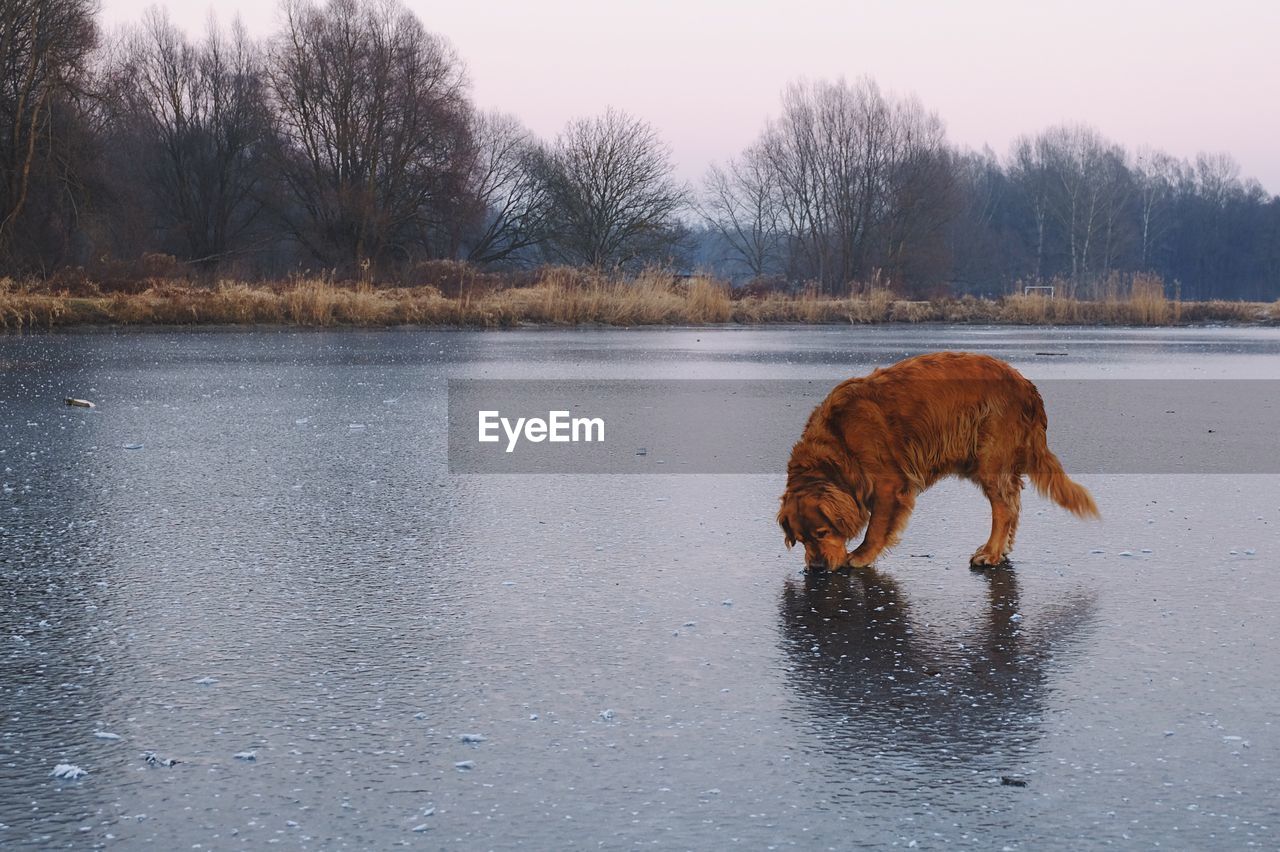 Dog standing on frozen lake against sky