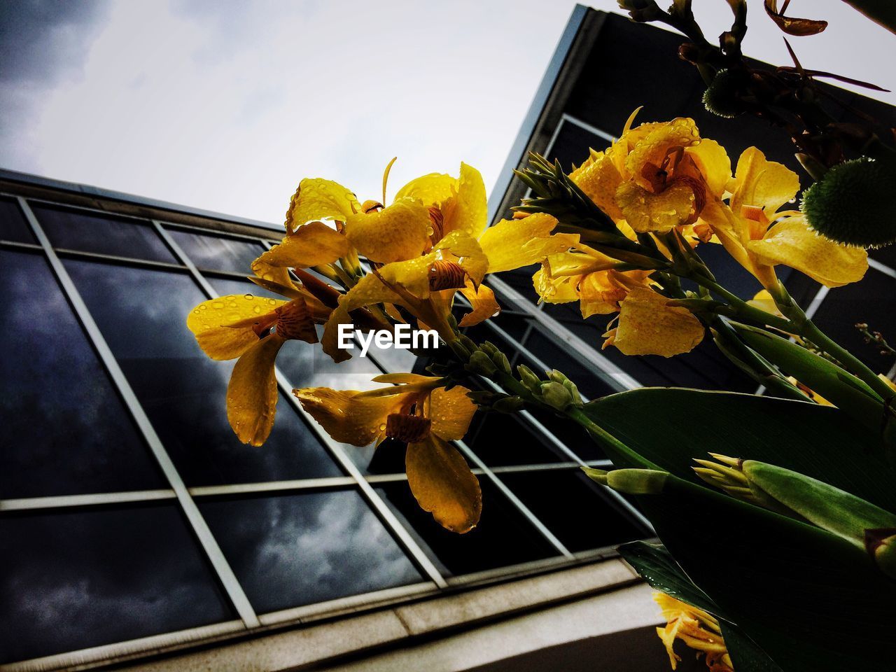 CLOSE-UP OF YELLOW FLOWERS BLOOMING