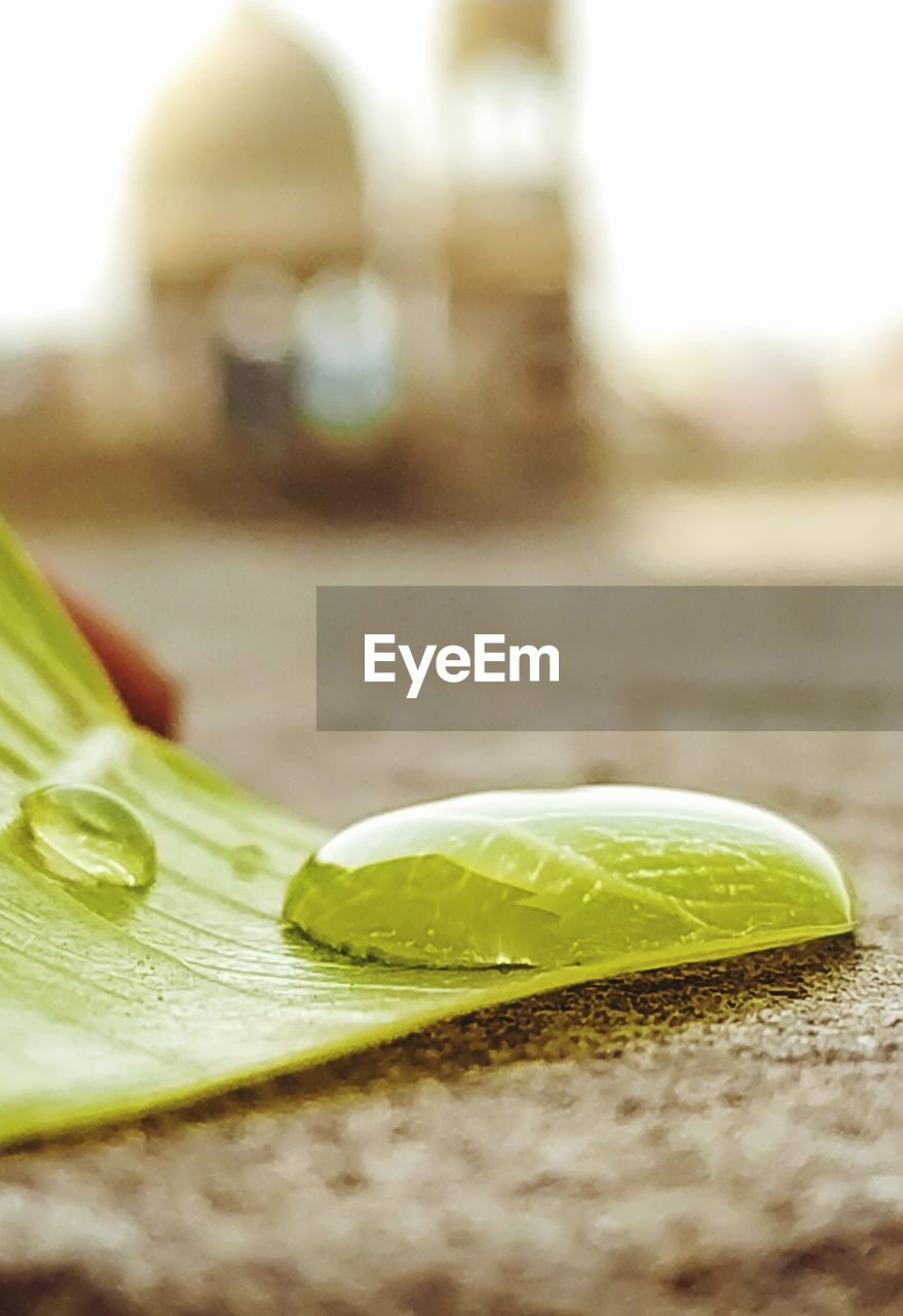 CLOSE-UP OF WET LEAF ON SAND