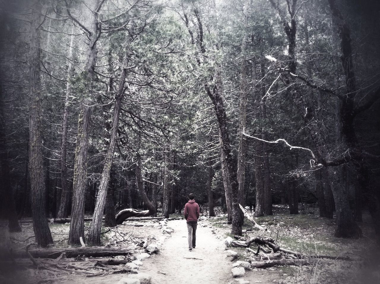 A young man walks through a winter forest