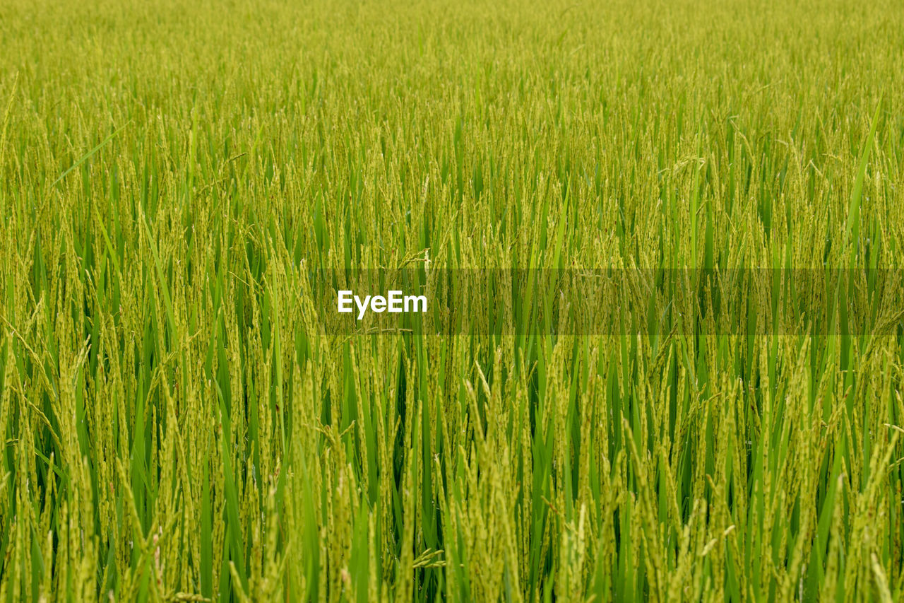 FULL FRAME SHOT OF FRESH GREEN FIELD