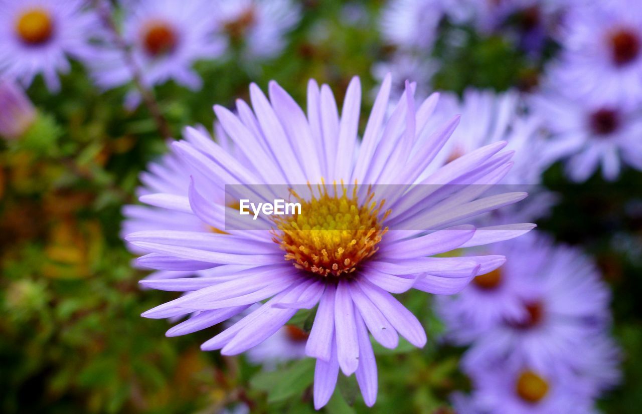 CLOSE-UP OF FLOWER