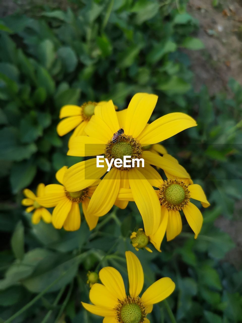 CLOSE-UP OF YELLOW FLOWERING PLANT IN BLOOM