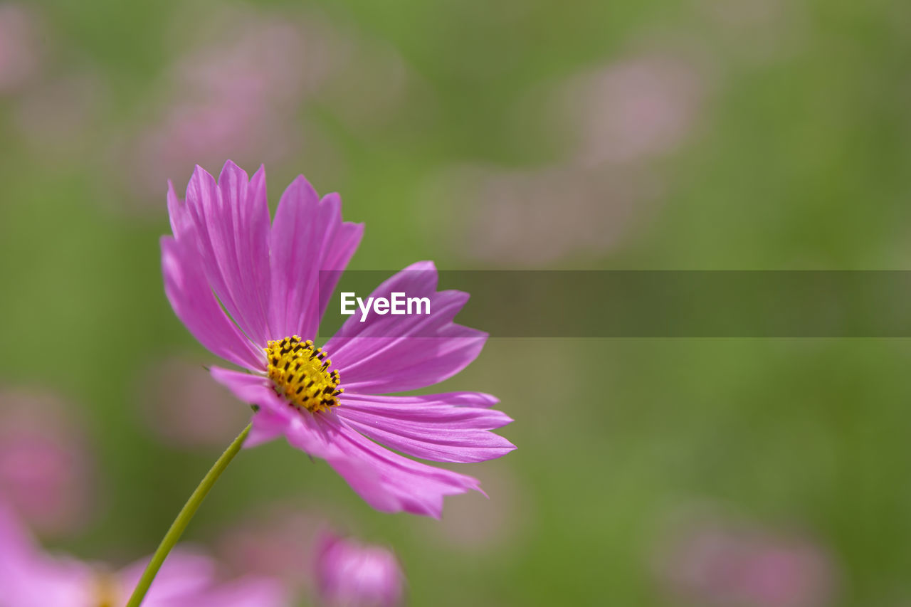 CLOSE-UP OF PURPLE FLOWER